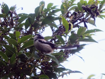 2022年4月8日(金) 近江神宮の野鳥観察記録