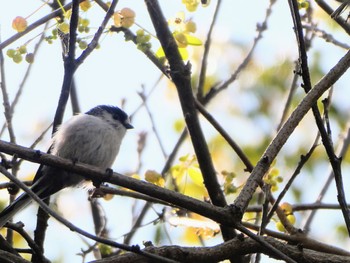 2022年4月8日(金) 三井寺の野鳥観察記録