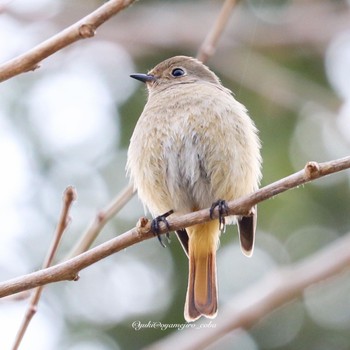 ジョウビタキ 東京都立桜ヶ丘公園(聖蹟桜ヶ丘) 2022年3月13日(日)