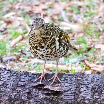 2022年3月13日(日) 東京都立桜ヶ丘公園(聖蹟桜ヶ丘)の野鳥観察記録