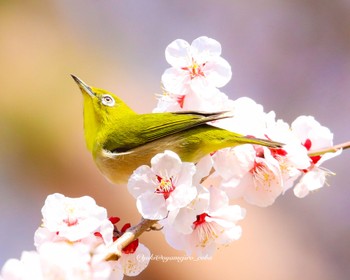 メジロ 東京都立桜ヶ丘公園(聖蹟桜ヶ丘) 2022年3月13日(日)