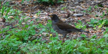 Pale Thrush Shinjuku Gyoen National Garden Wed, 4/13/2022