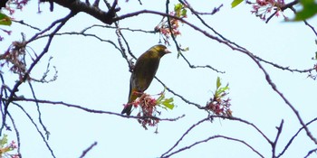 Grey-capped Greenfinch Shinjuku Gyoen National Garden Wed, 4/13/2022