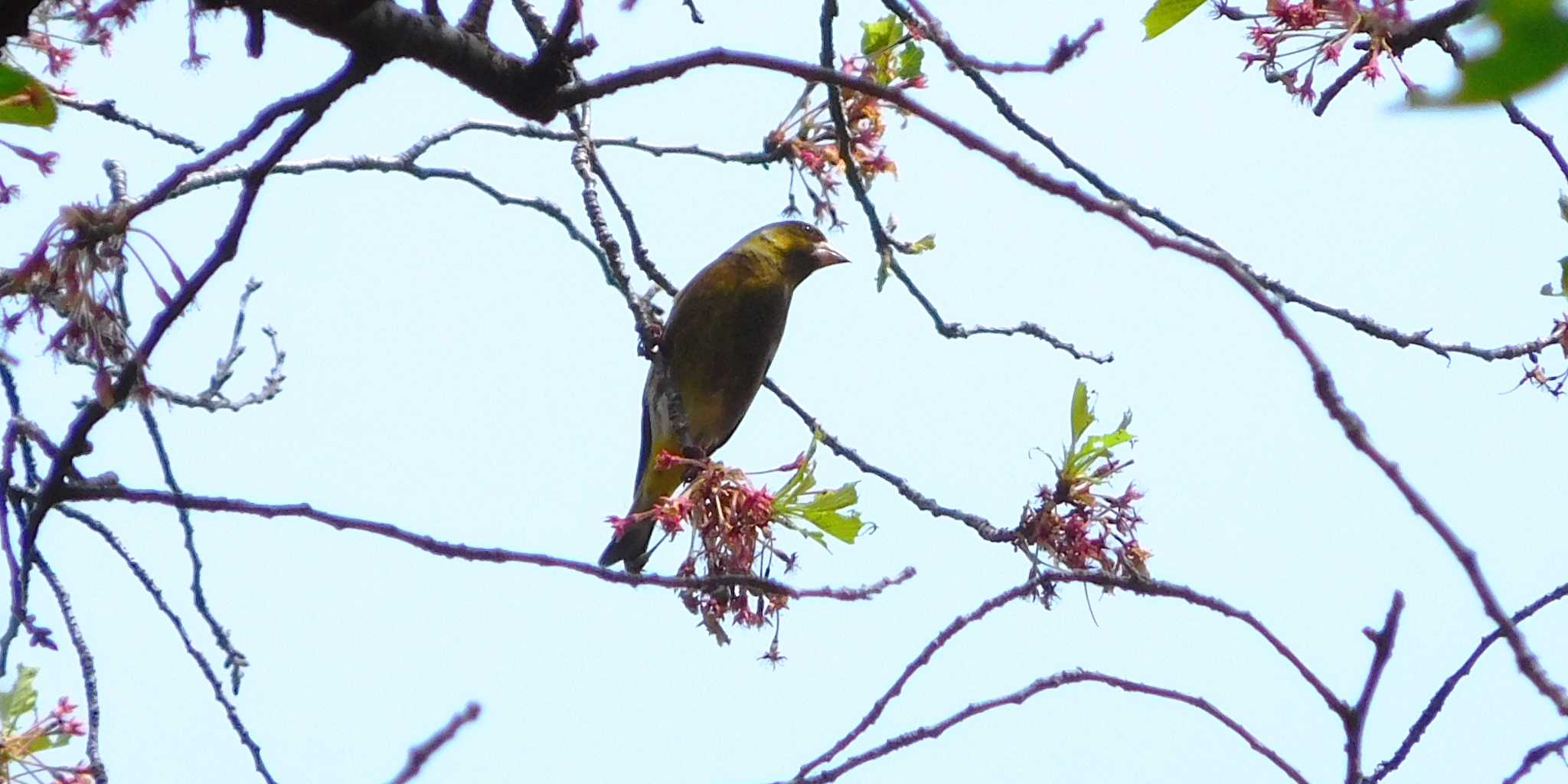 Photo of Grey-capped Greenfinch at Shinjuku Gyoen National Garden by FUJICAZC1000