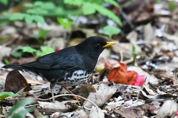 2022年4月14日(木) 禄剛崎の野鳥観察記録