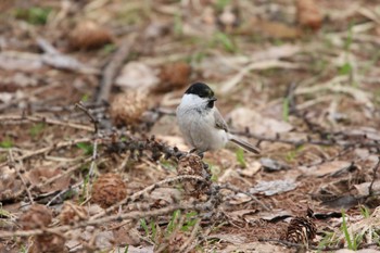 ハシブトガラ 真駒内公園 2022年4月14日(木)