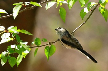 Long-tailed Tit 愛知県 Sun, 4/10/2022