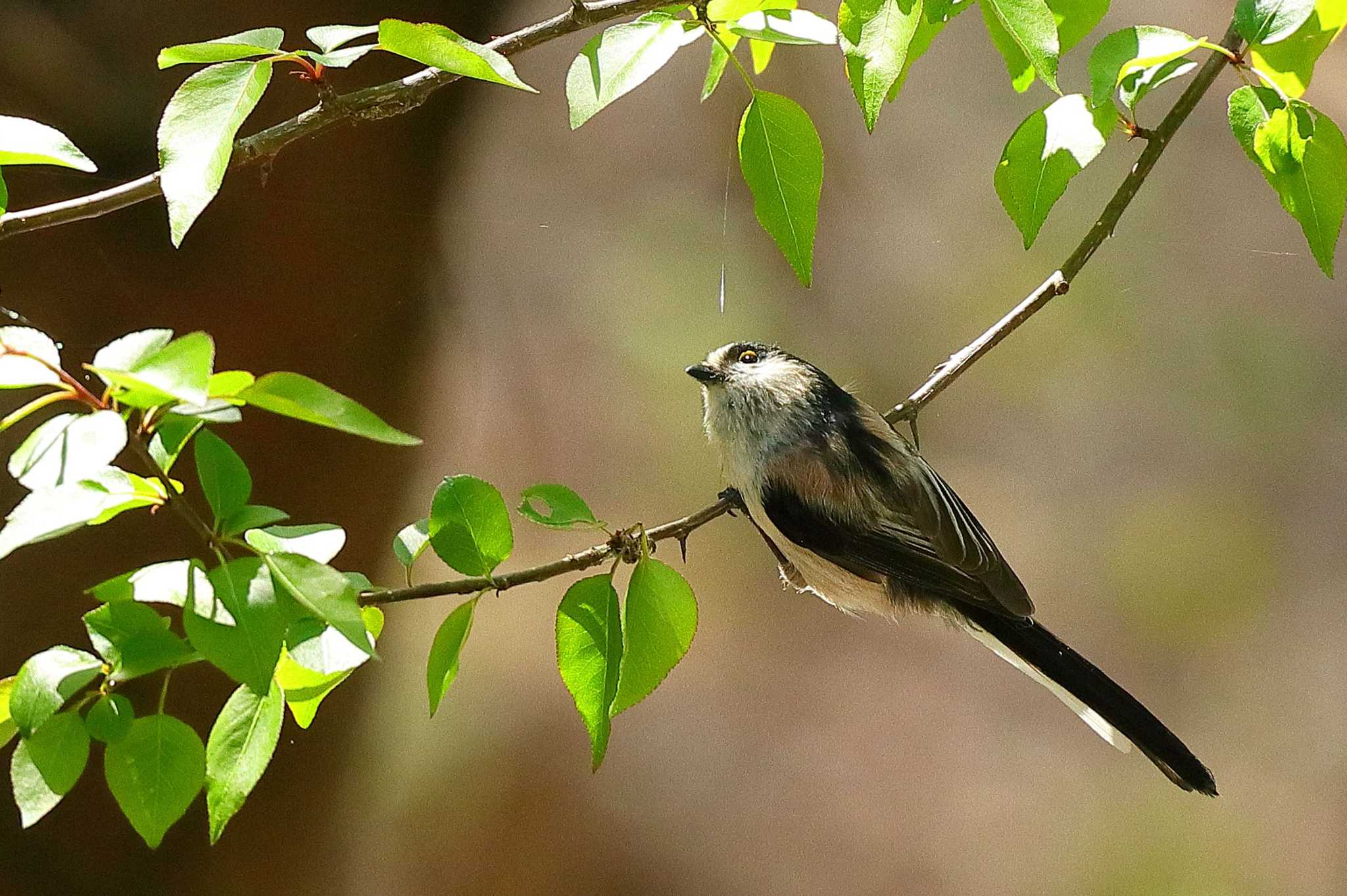 Photo of Long-tailed Tit at 愛知県 by ma-★kun