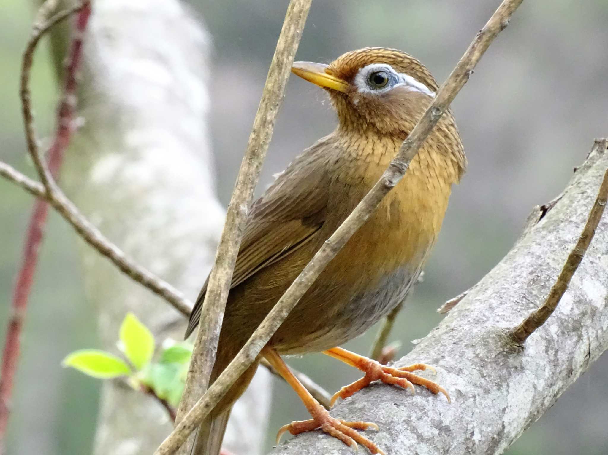 ガビチョウ