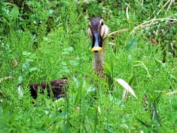 2022年4月14日(木) 舞岡公園の野鳥観察記録