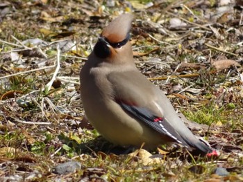 2018年2月18日(日) 太田宿の野鳥観察記録