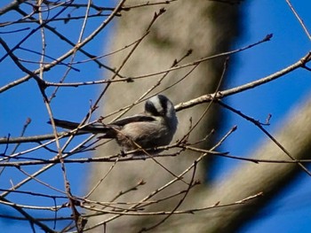 Long-tailed Tit 豊田市自然観察の森 Sat, 3/10/2018