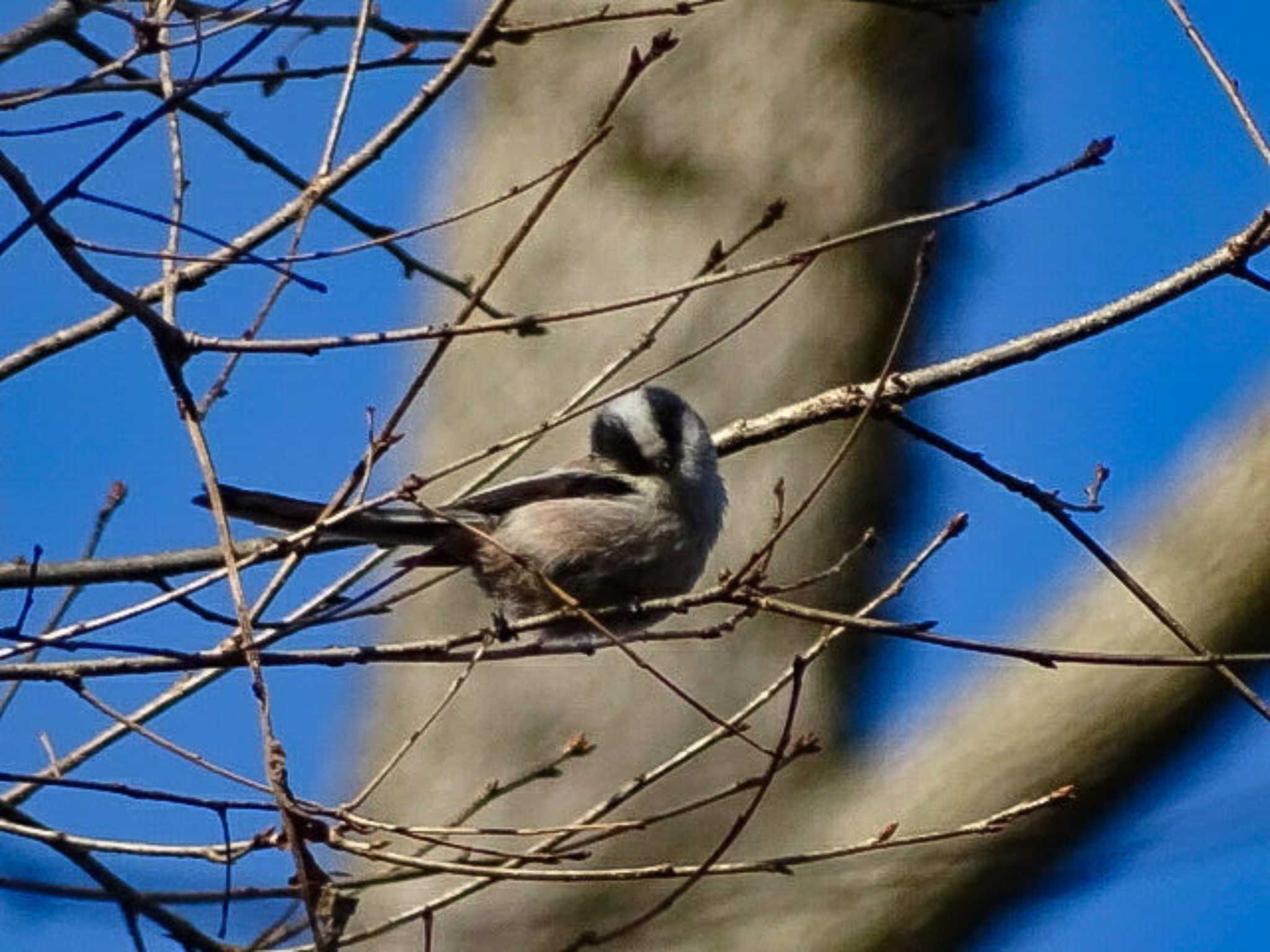 Long-tailed Tit