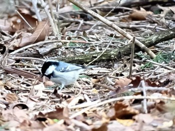 Coal Tit アテビ平小鳥の森 Sat, 3/17/2018