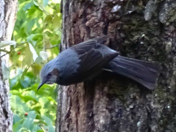 Brown-eared Bulbul 豊田市自然観察の森 Sat, 3/10/2018