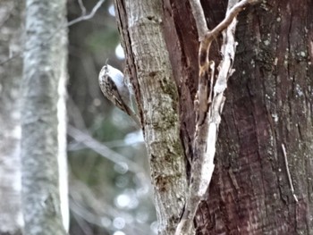 Eurasian Treecreeper アテビ平小鳥の森 Sat, 3/17/2018