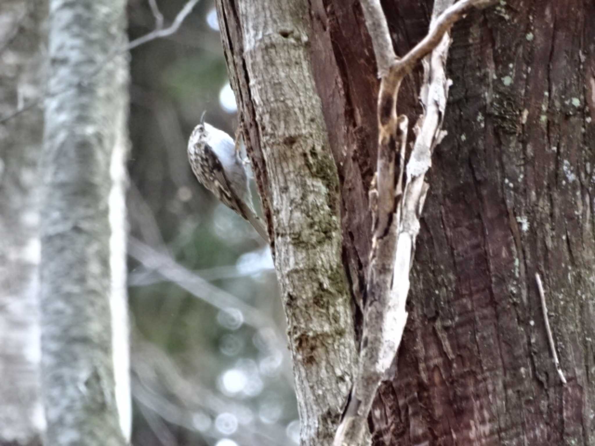 Photo of Eurasian Treecreeper at アテビ平小鳥の森 by どらお