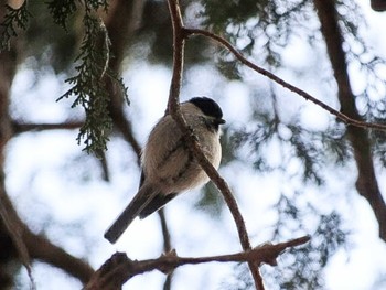 コガラ アテビ平小鳥の森 2018年3月17日(土)