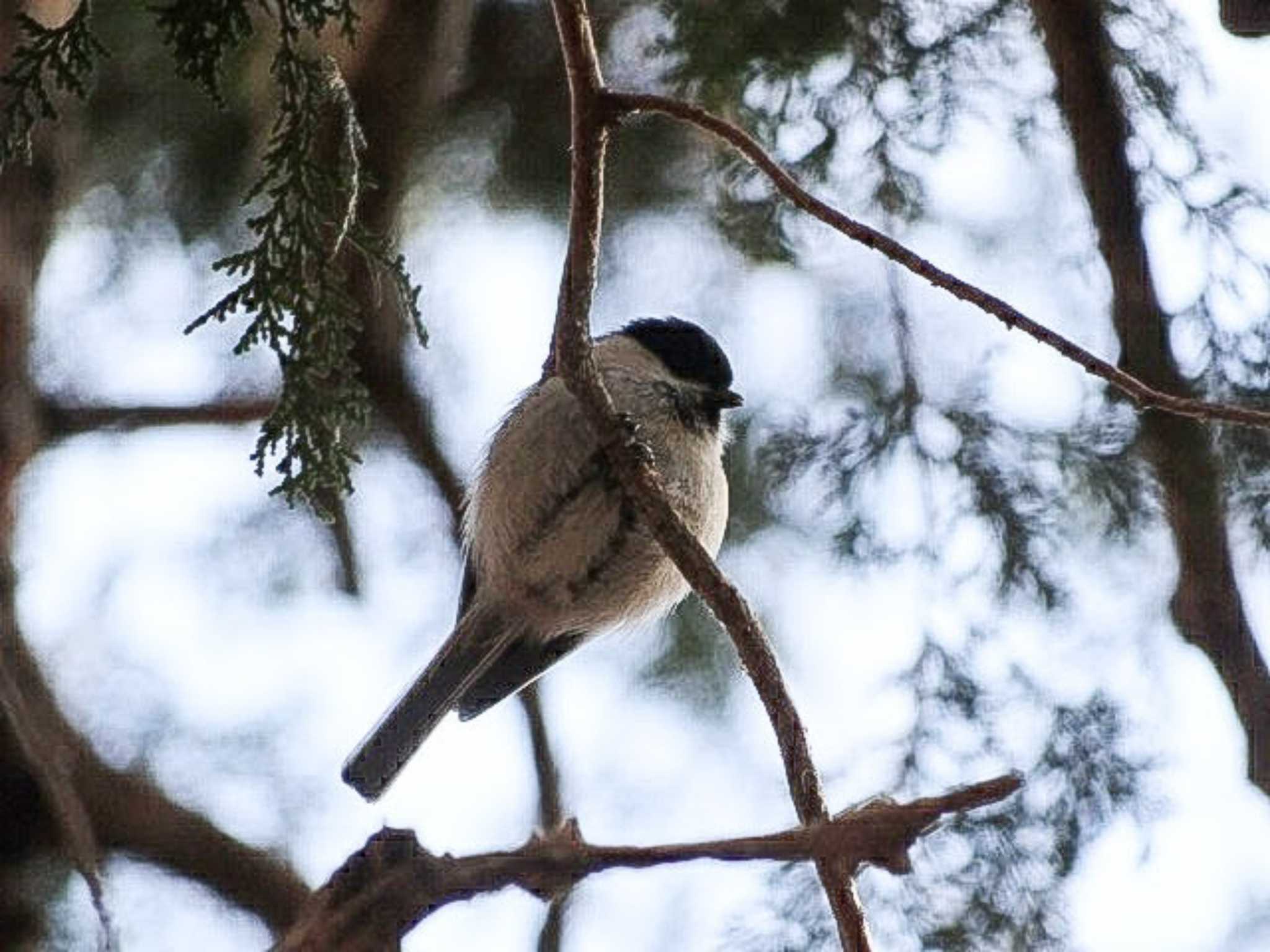 Photo of Willow Tit at アテビ平小鳥の森 by どらお