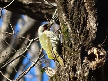 Japanese Green Woodpecker 豊田市自然観察の森 Sat, 3/10/2018