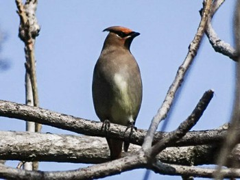 2018年3月11日(日) 河川環境楽園の野鳥観察記録