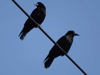 2018年3月24日(土) 滋賀県長浜市の野鳥観察記録