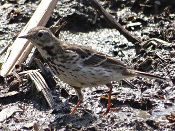 2018年3月18日(日) 愛知県愛西市立田町の野鳥観察記録