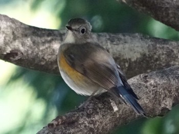 2018年3月28日(水) 庄内緑地公園の野鳥観察記録