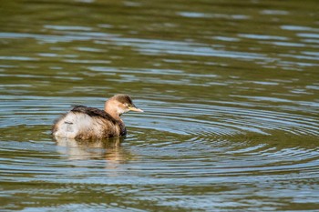 Little Grebe Akashi Park Mon, 11/13/2017