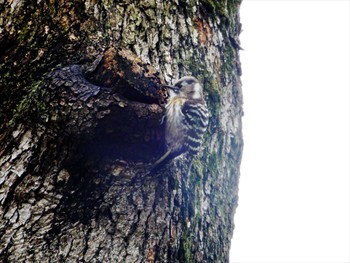 Thu, 4/14/2022 Birding report at 平和の森公園、妙正寺川