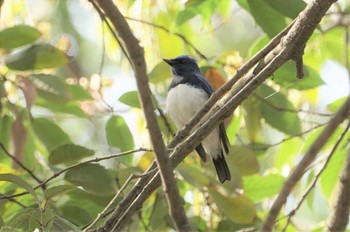 オオルリ 尼崎市農業公園 2022年4月11日(月)