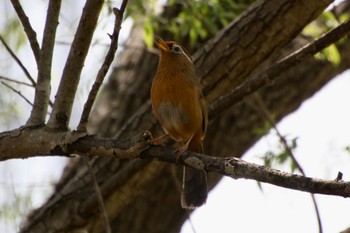 Sun, 4/10/2022 Birding report at 麻機遊水地