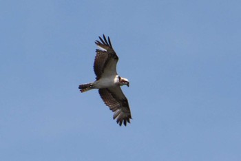 ミサゴ 東京港野鳥公園 2022年4月6日(水)