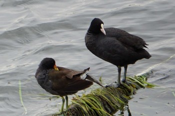 Common Moorhen 江津湖 Thu, 4/14/2022