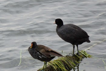 Common Moorhen 江津湖 Thu, 4/14/2022