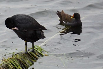 Common Moorhen 江津湖 Thu, 4/14/2022