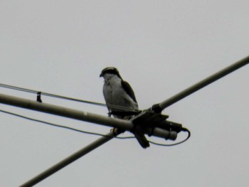 Eurasian Goshawk 自宅 Thu, 4/14/2022