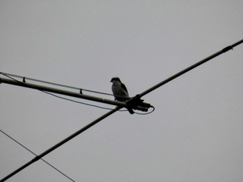 Eurasian Goshawk 自宅 Thu, 4/14/2022