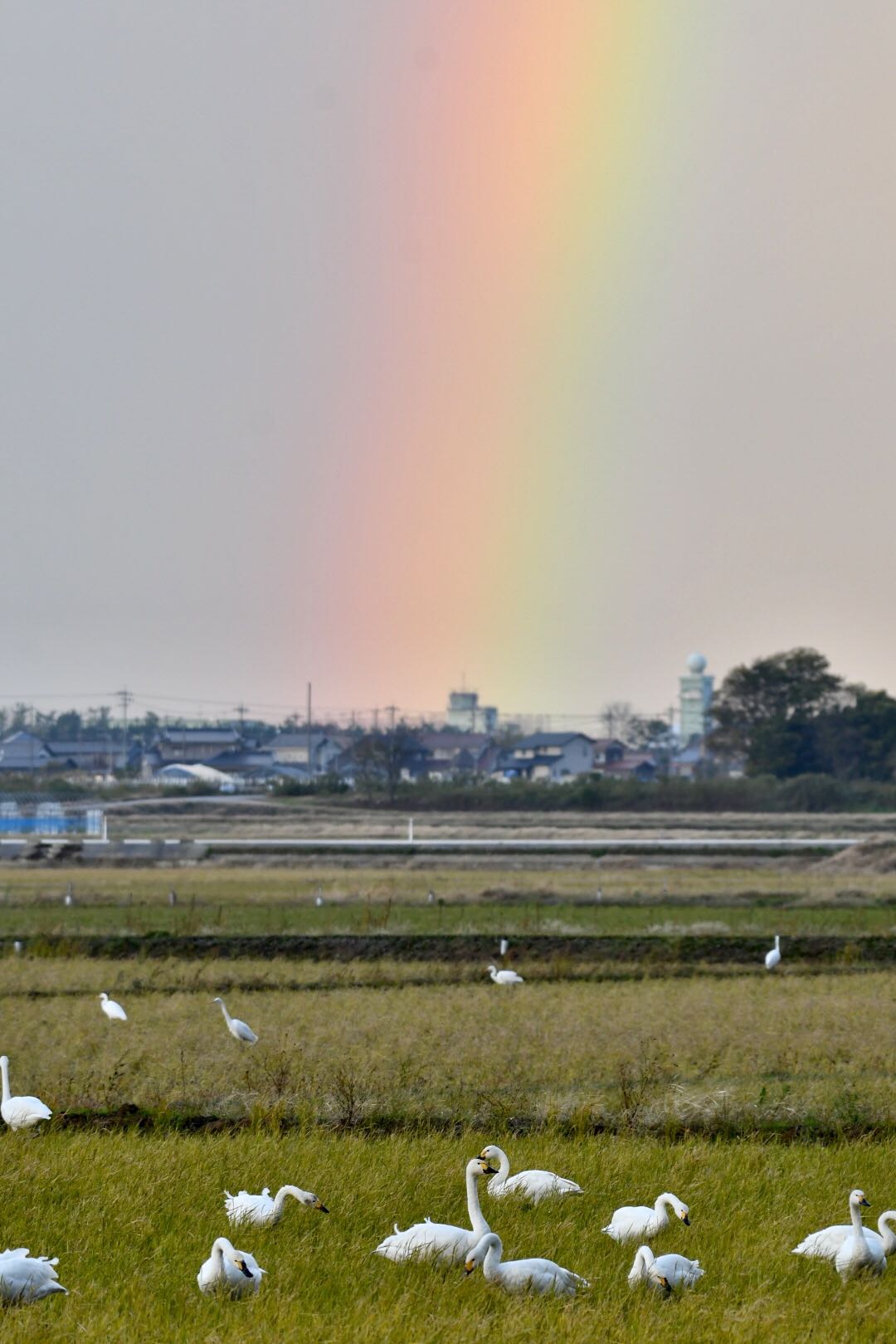 虹とハクチョウ by 倶利伽羅