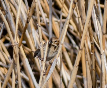 Common Reed Bunting 自宅 Thu, 4/14/2022