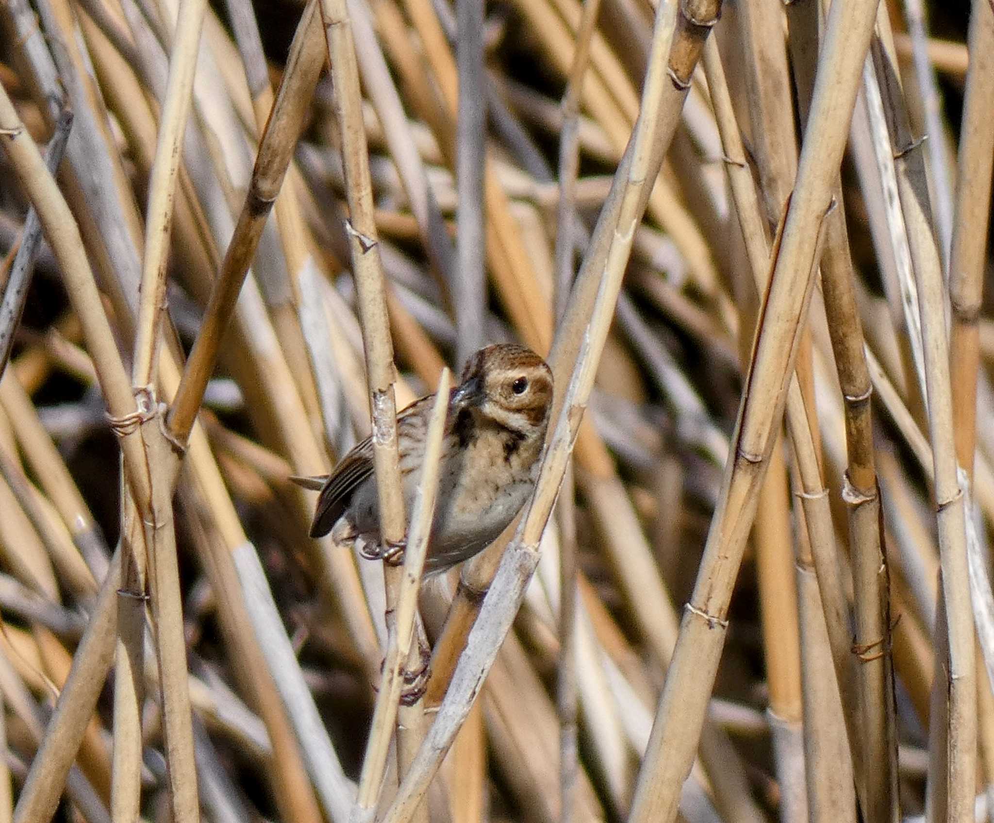 Photo of Common Reed Bunting at 自宅 by たいちーー
