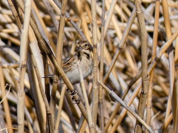 Common Reed Bunting 自宅 Thu, 4/14/2022