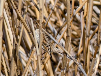 Common Reed Bunting 自宅 Thu, 4/14/2022