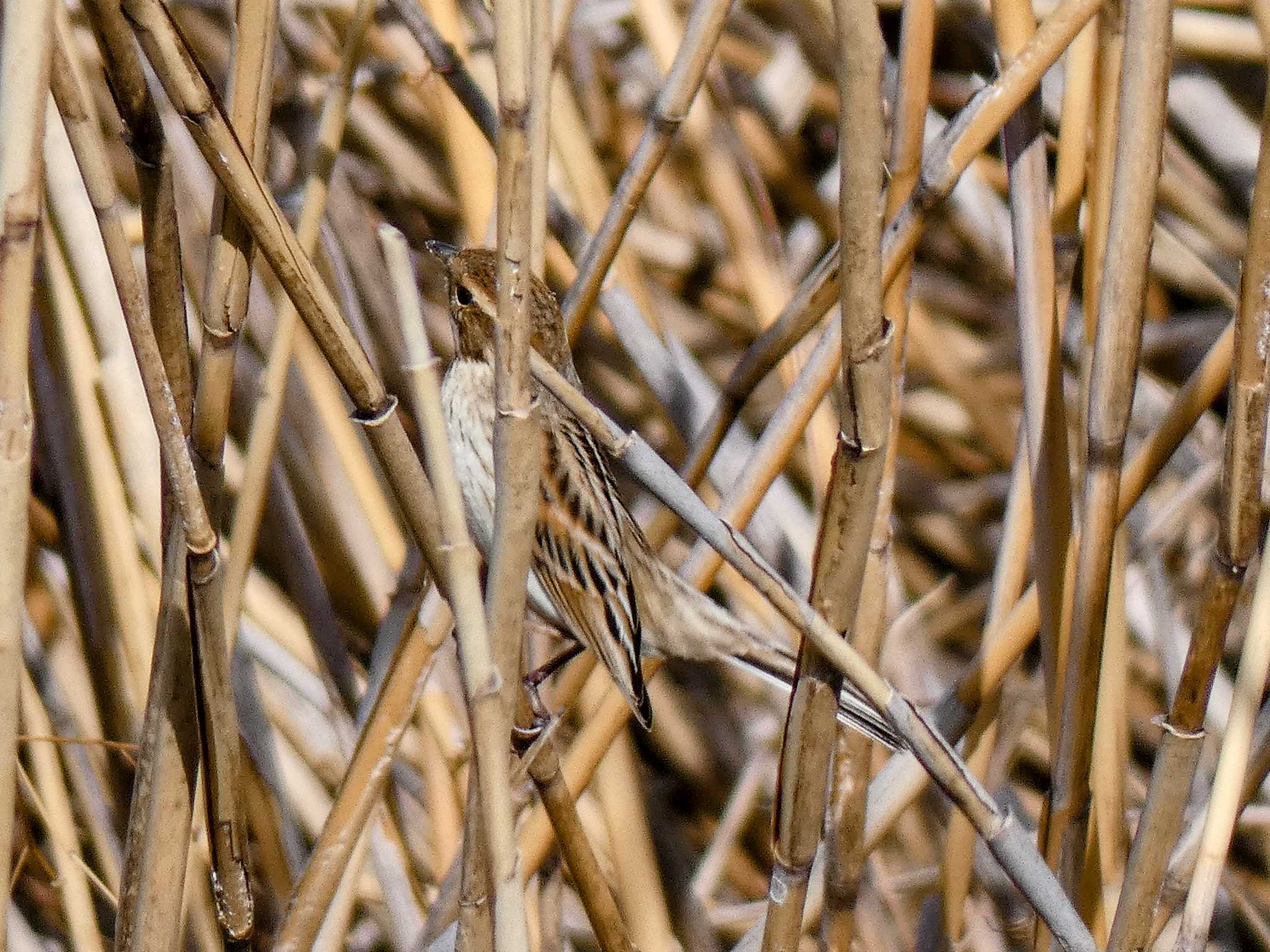 Photo of Common Reed Bunting at 自宅 by たいちーー