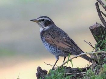 Dusky Thrush 東京都 Fri, 4/8/2022