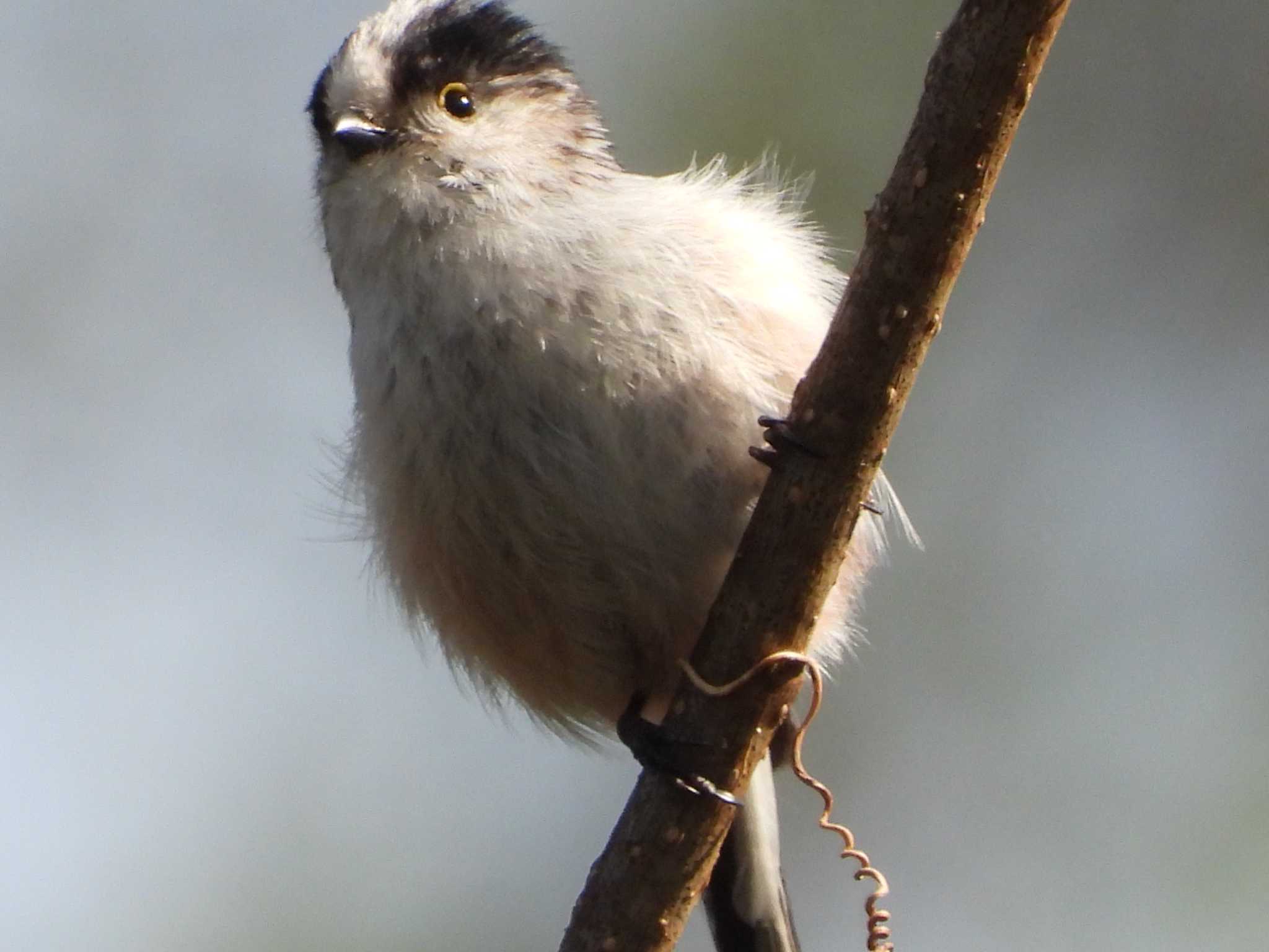 青葉山公園 エナガの写真