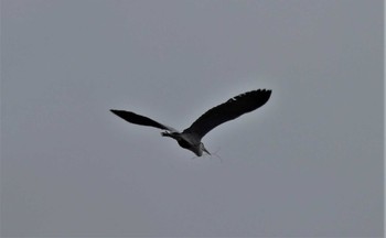 Grey Heron 小田原城址公園(小田原城) Sat, 3/19/2022