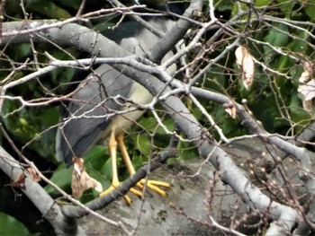 Black-crowned Night Heron 小田原城址公園(小田原城) Sat, 3/19/2022