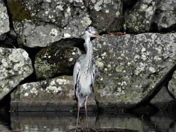 Grey Heron 小田原城址公園(小田原城) Sat, 3/19/2022