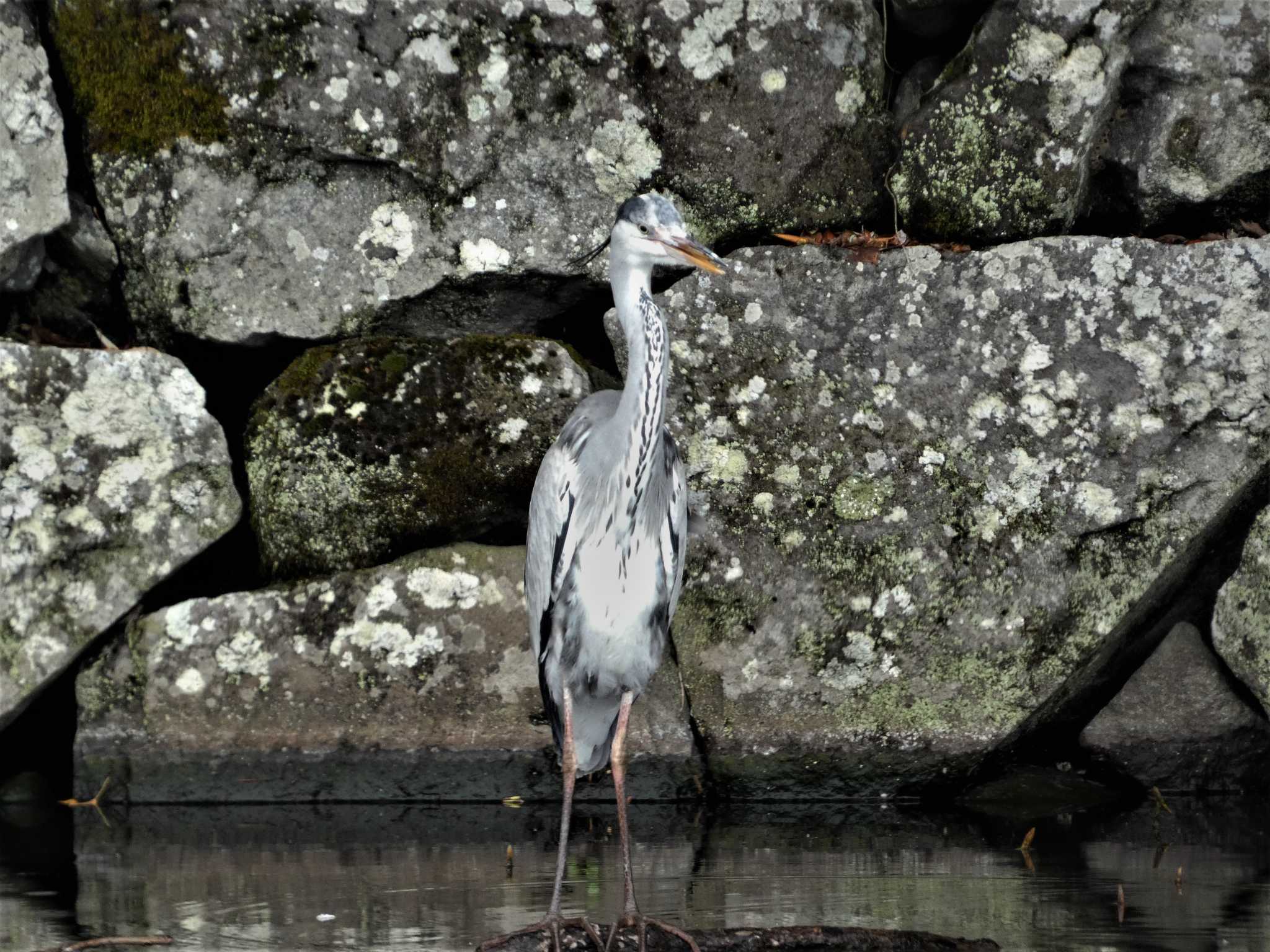 Photo of Grey Heron at 小田原城址公園(小田原城) by koshi